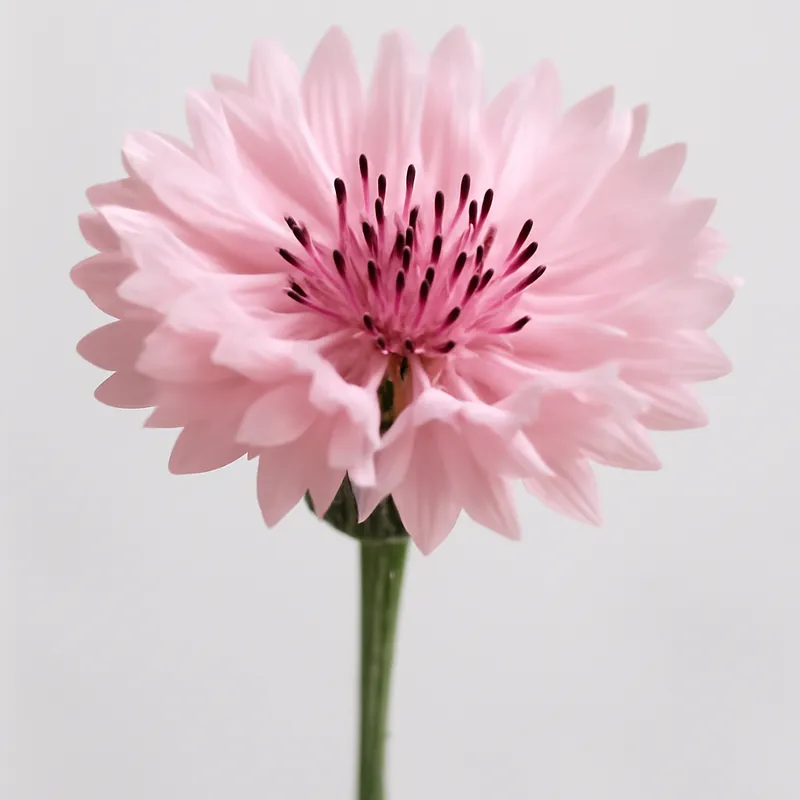 Aciano rosa