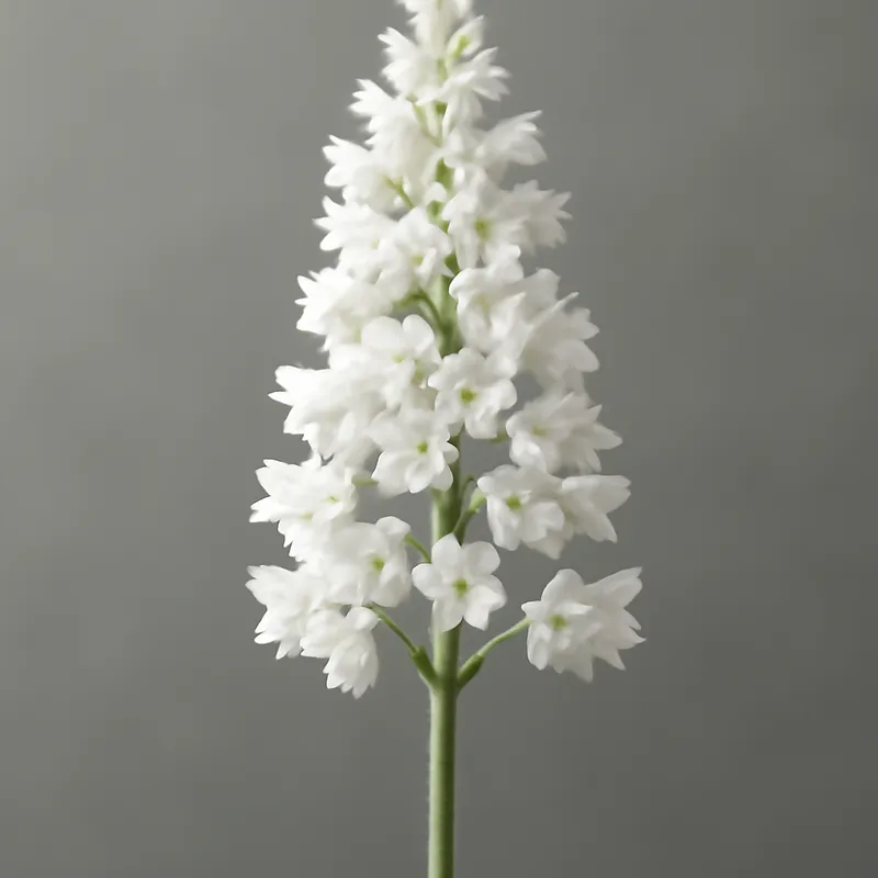 Alunroot Blanca
