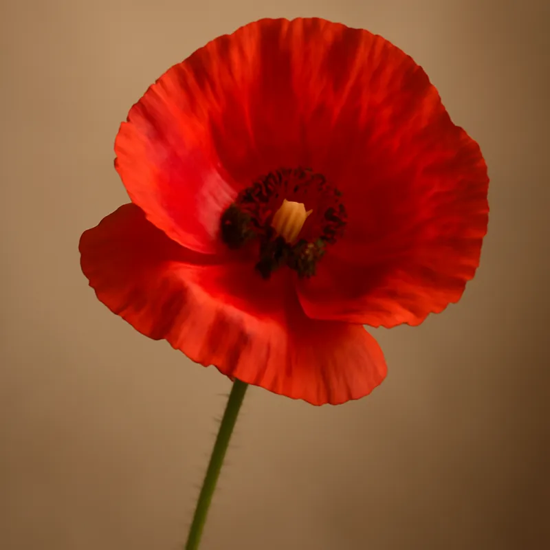 Amapola clásica