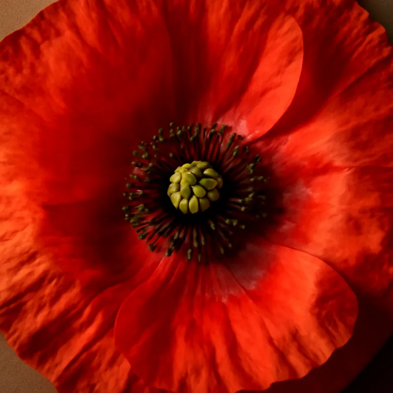 Amapola clásica - imagen 2