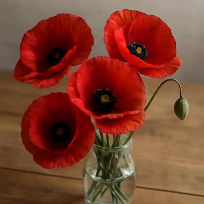 Amapola clásica - imagen 3