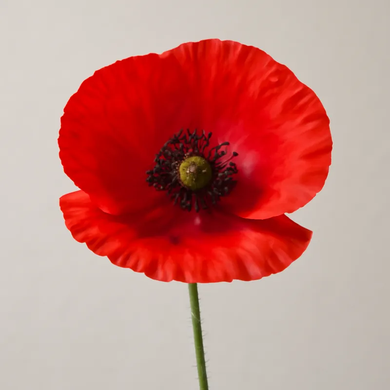 Amapola roja