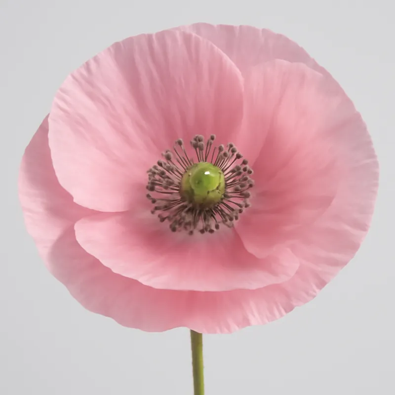 Amapola rosa