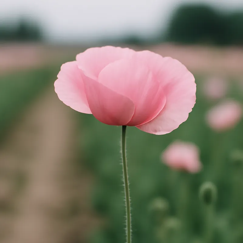 Amapola rosa - imagen 4