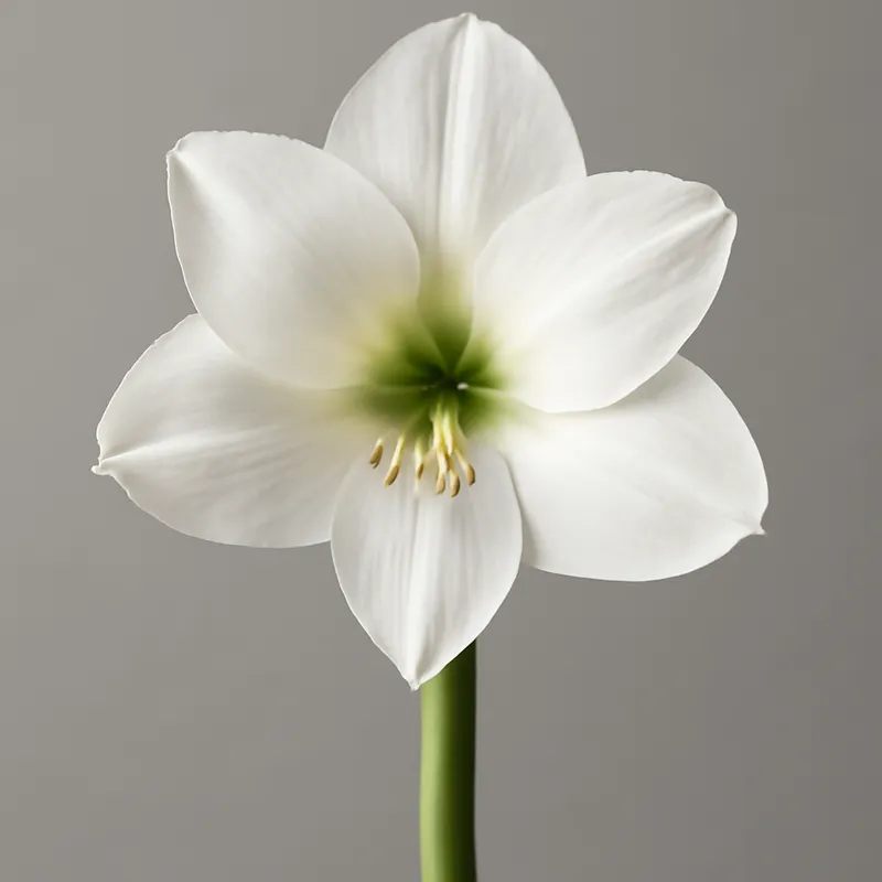 Amarilis blanca