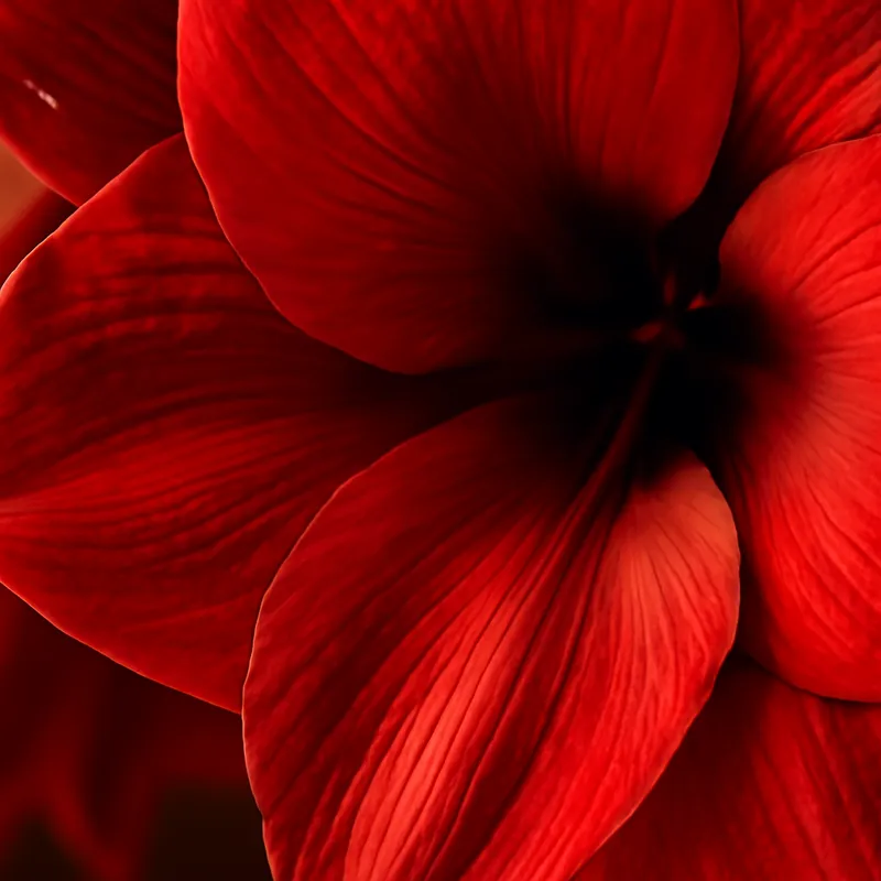 Amarilis roja - imagen 2