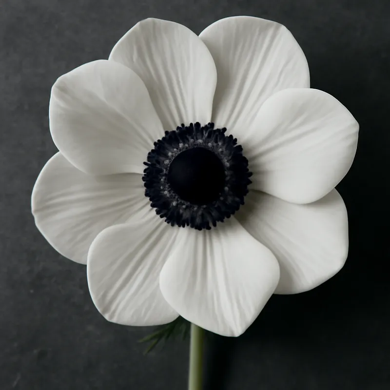 Anémona blanca