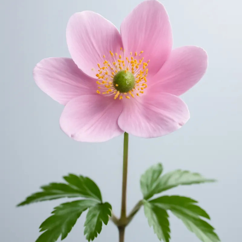 Anémona rosa