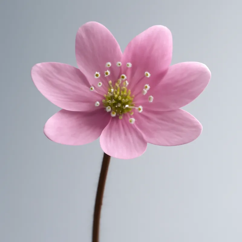 Anémona rosa