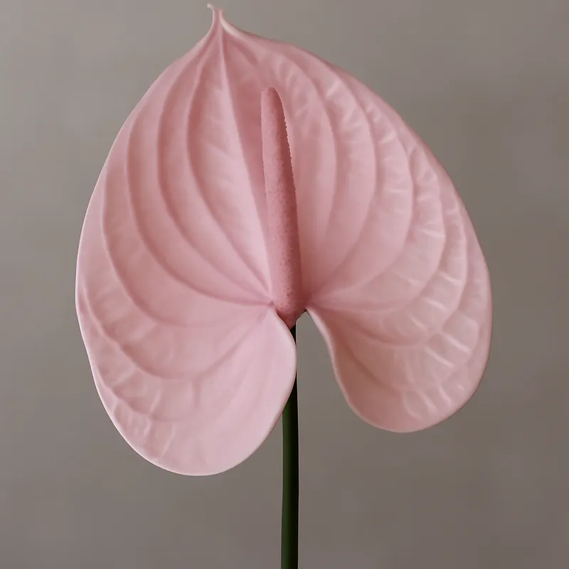 Anthurium (flor de flamenco) - rosa