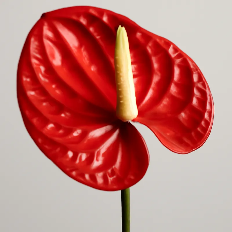 Anturio rojo