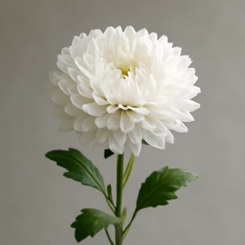 Áster de verano blanco
