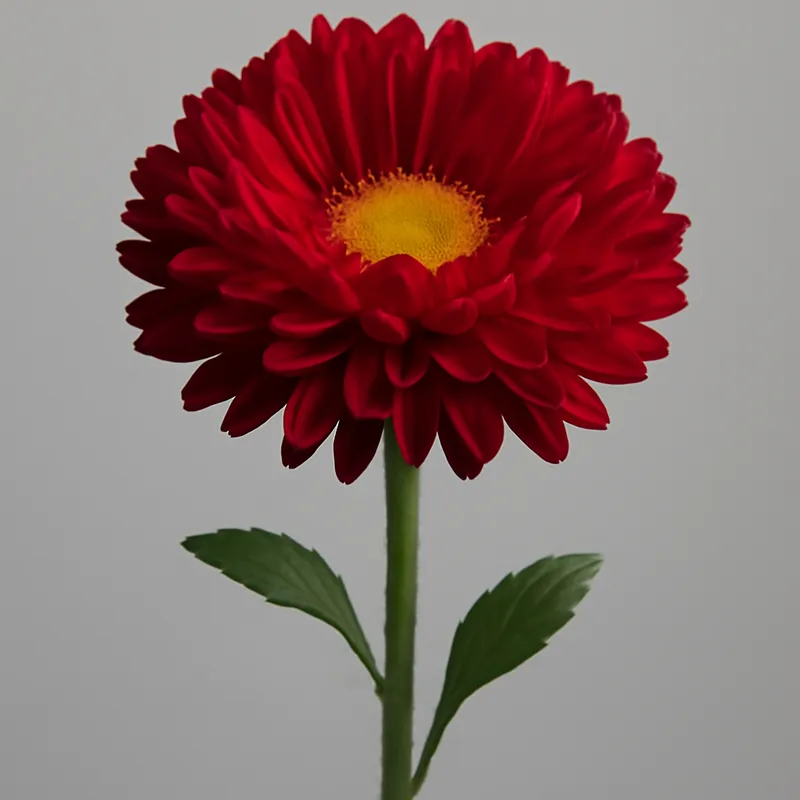 Áster de verano - rojo