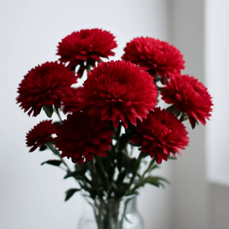 Áster de verano - rojo - imagen 3