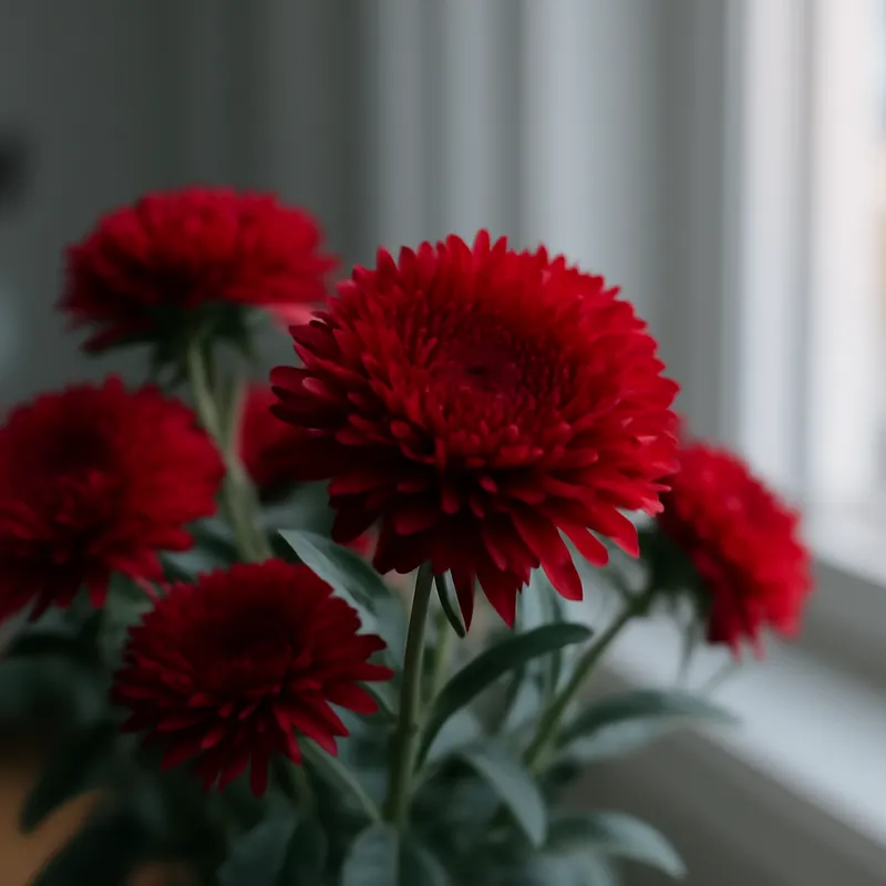 Aster rojo - imagen 3