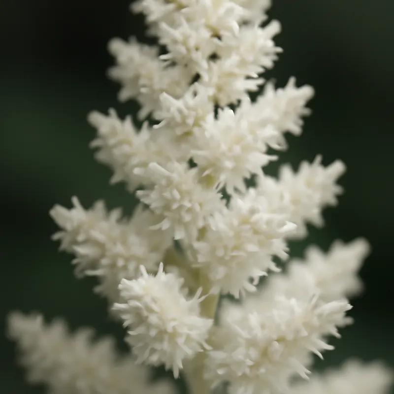 Astilbe blanca - imagen 2