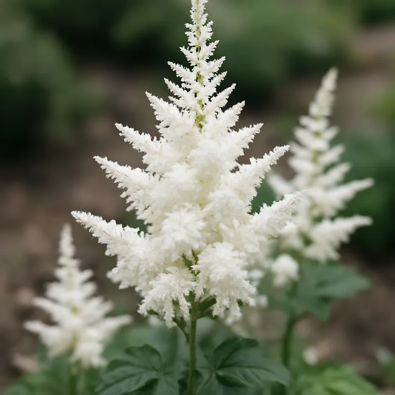 Astilbe blanca - imagen 4