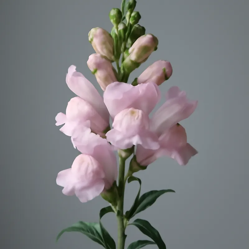 Boca de dragón rosa