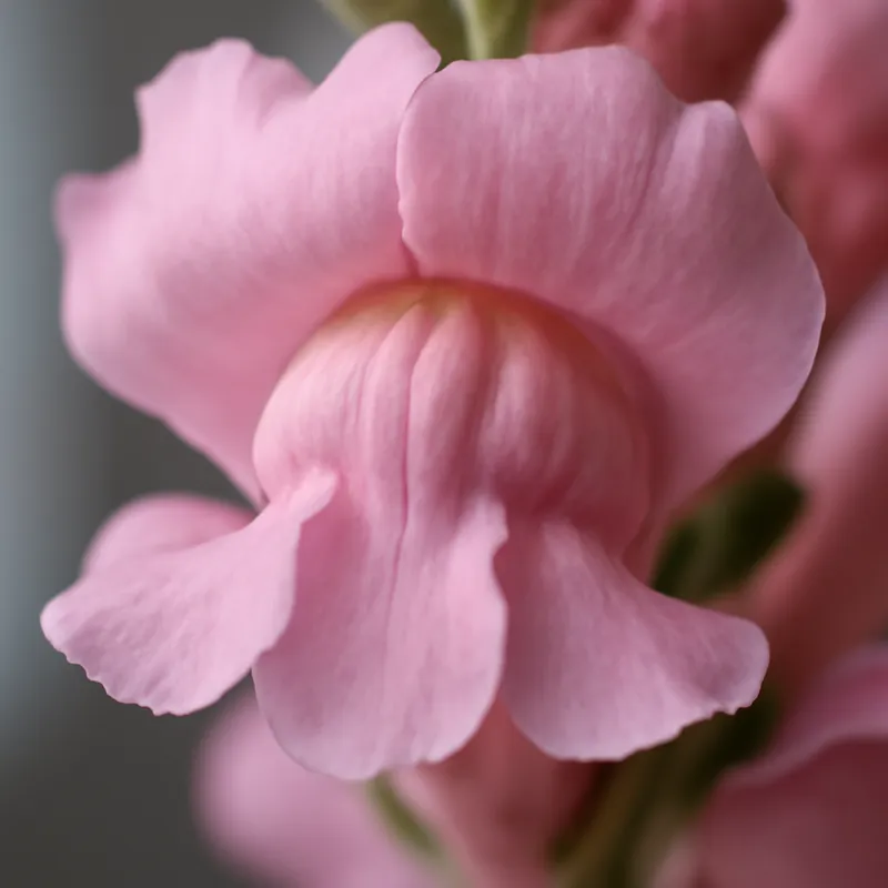 Boca de dragón rosa - imagen 2