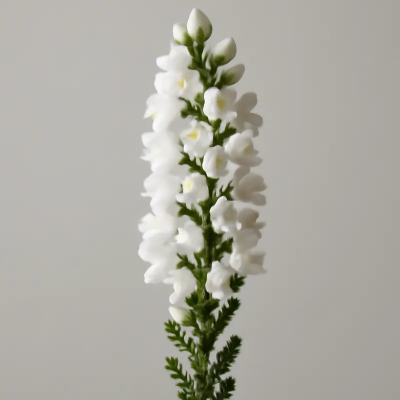 Brezo blanco