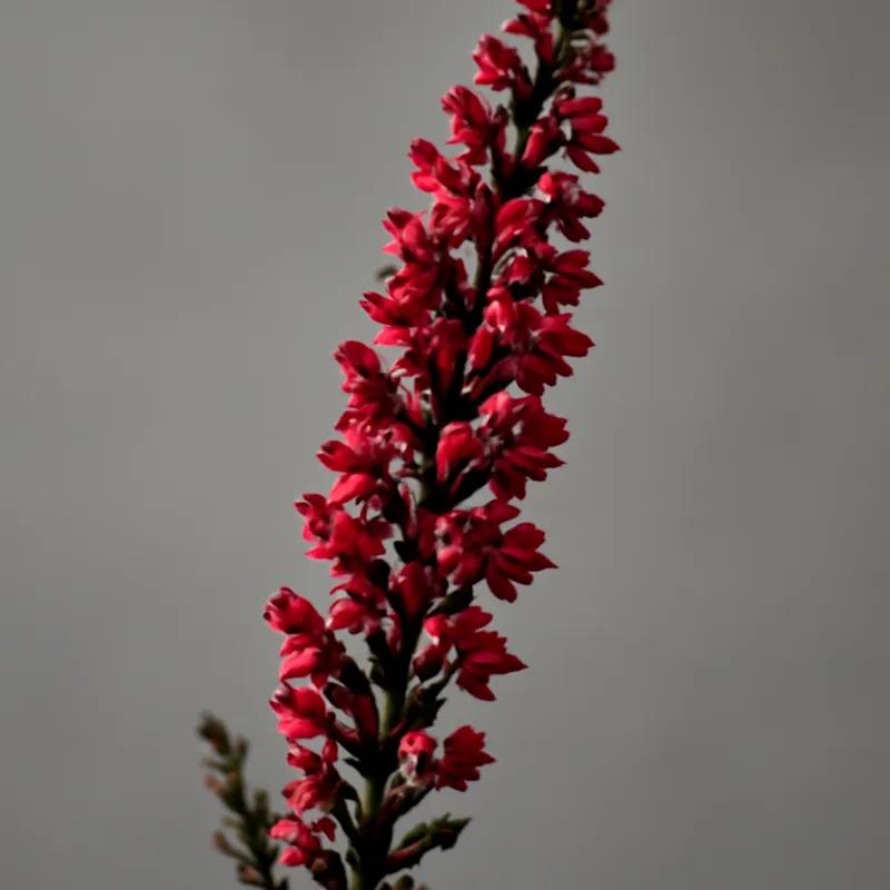 Brezo rojo