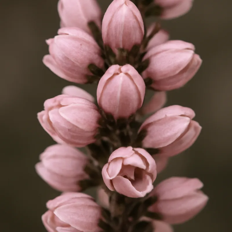 Brezo rosa - imagen 2