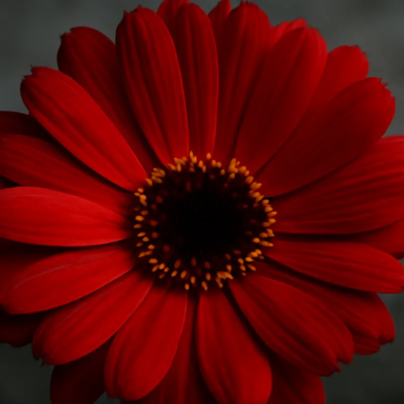 Caléndula roja - imagen 2