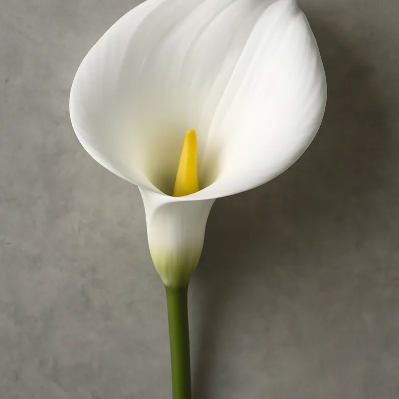 Calla blanca