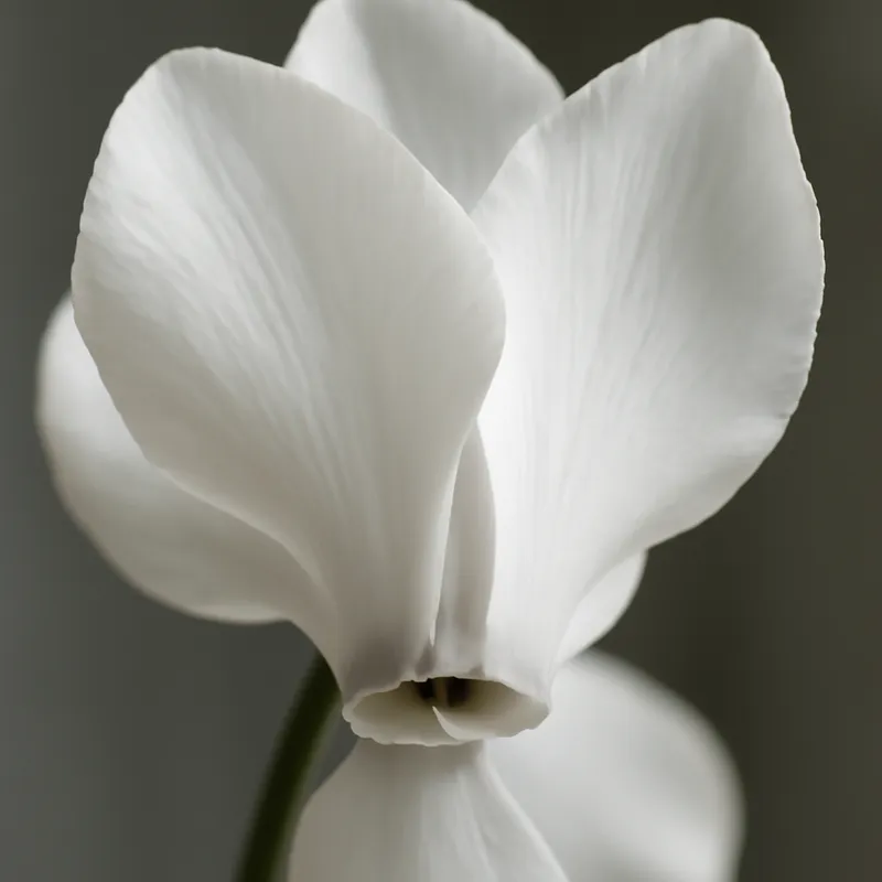 Ciclamen blanco - imagen 2