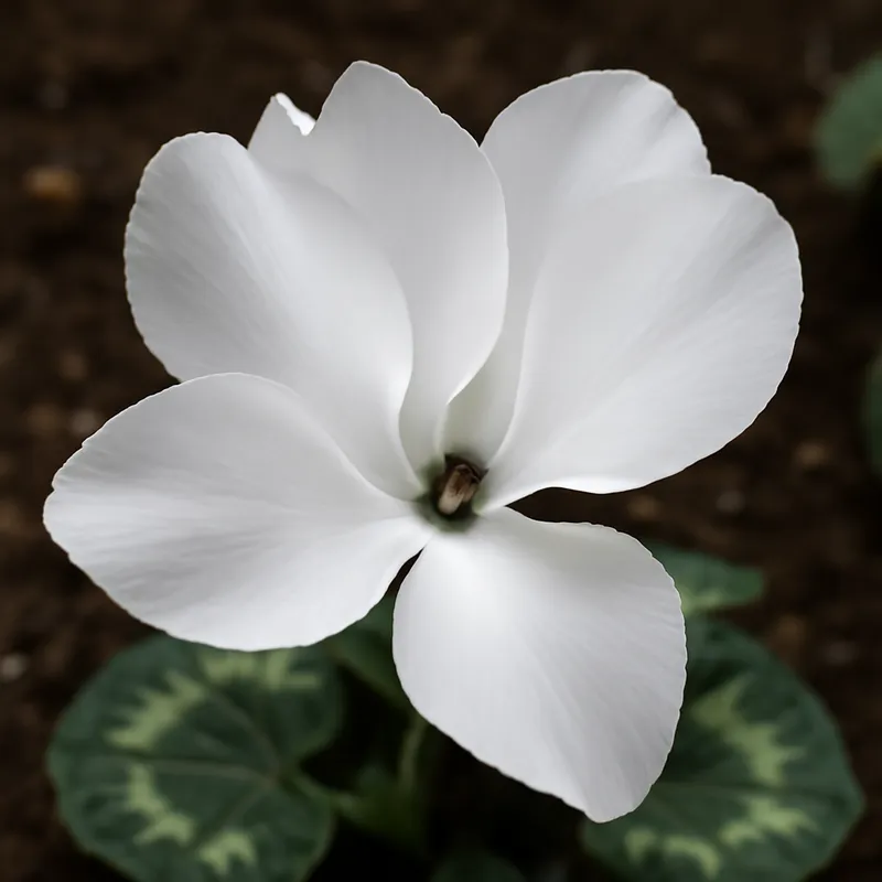Ciclamen blanco - imagen 4