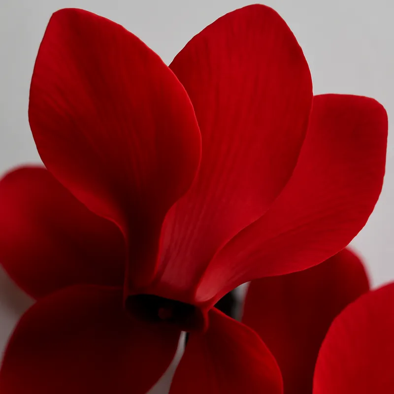 Ciclamen rojo - imagen 2