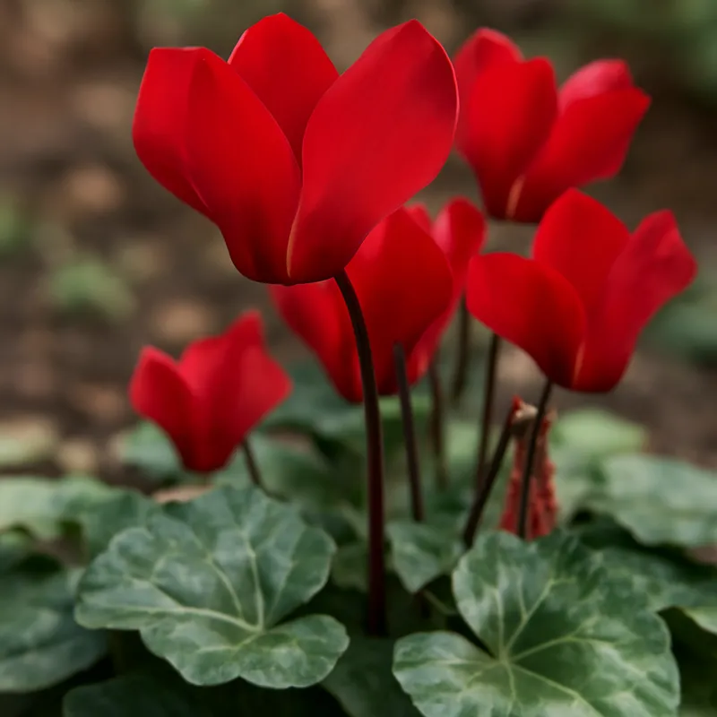 Ciclamen rojo - imagen 4