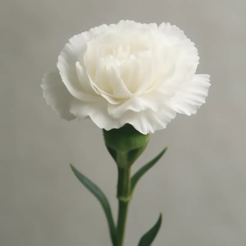 Clavel blanco