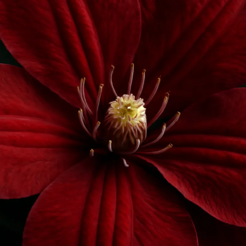 Clematide roja - imagen 2
