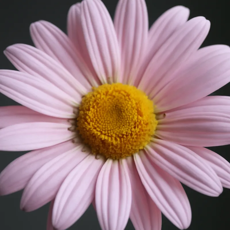 Crisantemo rosa - imagen 2