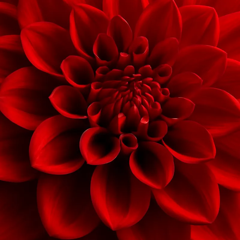 Dalia roja - imagen 2