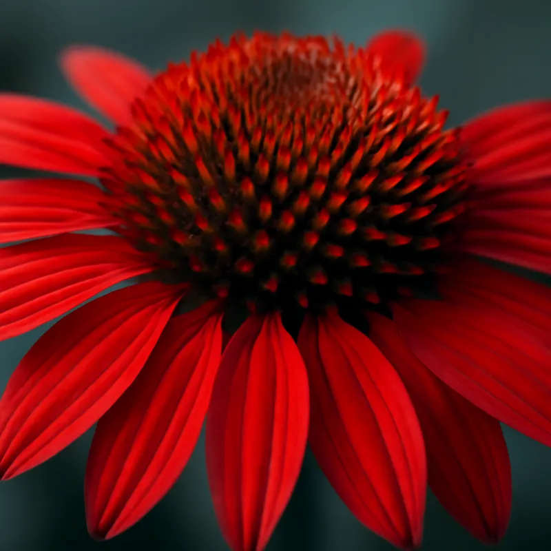 Equinácea roja - imagen 2