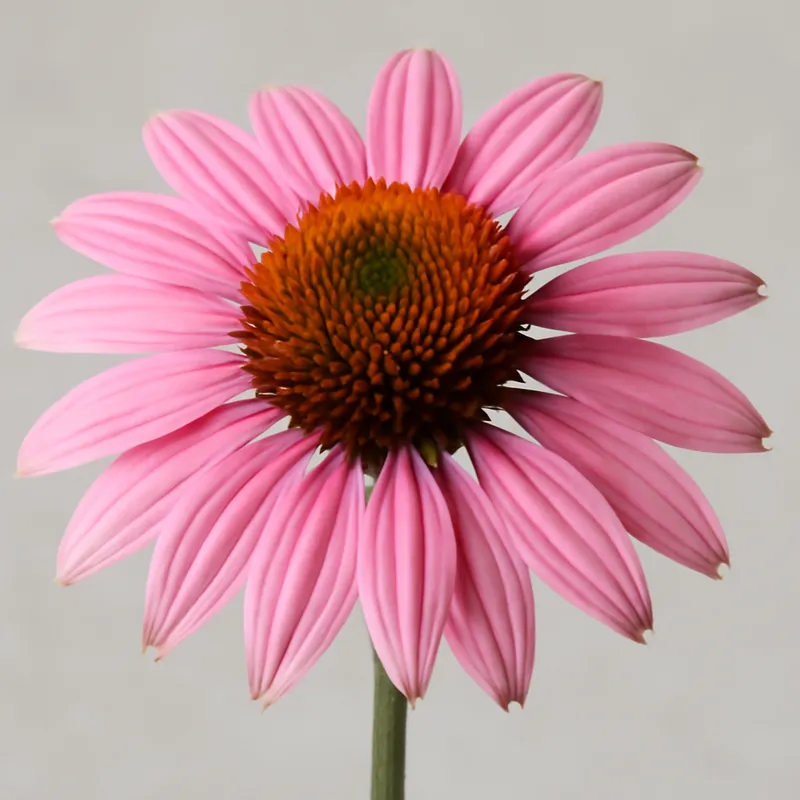Equinácea rosa