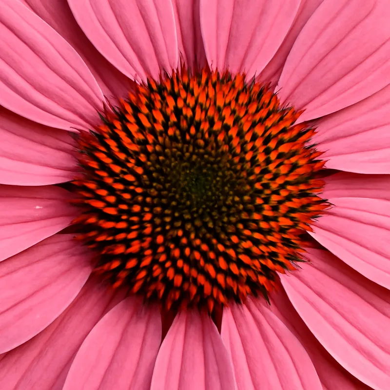 Equinácea rosa - imagen 2