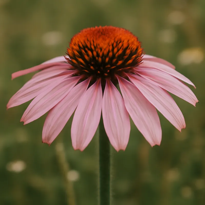 Equinácea rosa - imagen 4