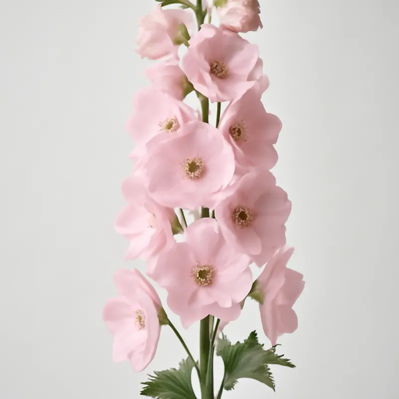 Espuela de caballero rosa
