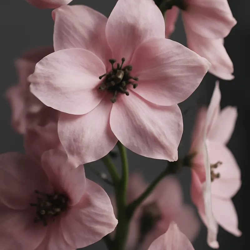 Espuela de caballero rosa - imagen 2