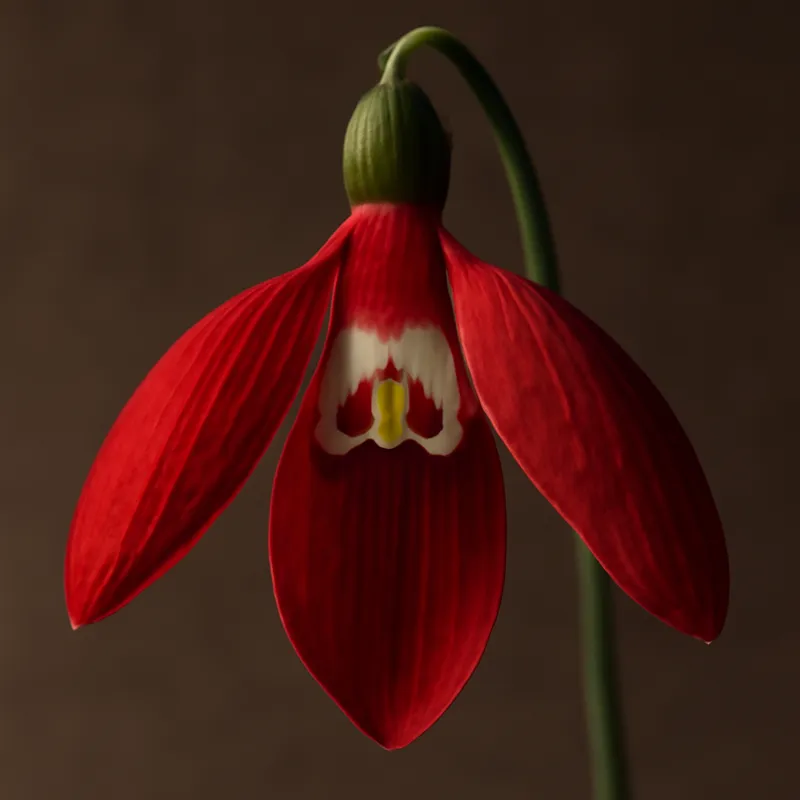 Flor de nieve roja - imagen 2