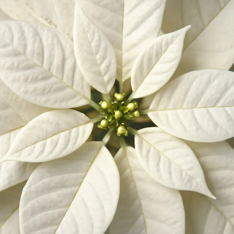 Flor de Pascua blanca - imagen 2