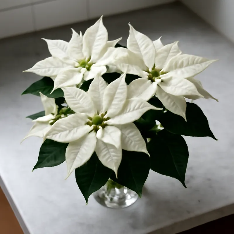 Flor de Pascua blanca - imagen 3