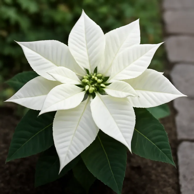 Flor de Pascua blanca - imagen 4