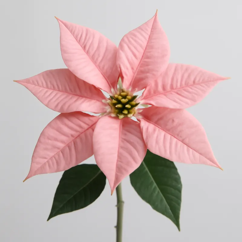 Flor de Pascua - rosa
