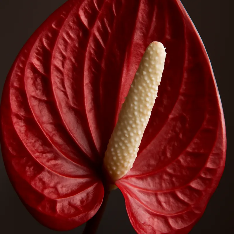 Flor de Paz - blanca - imagen 2