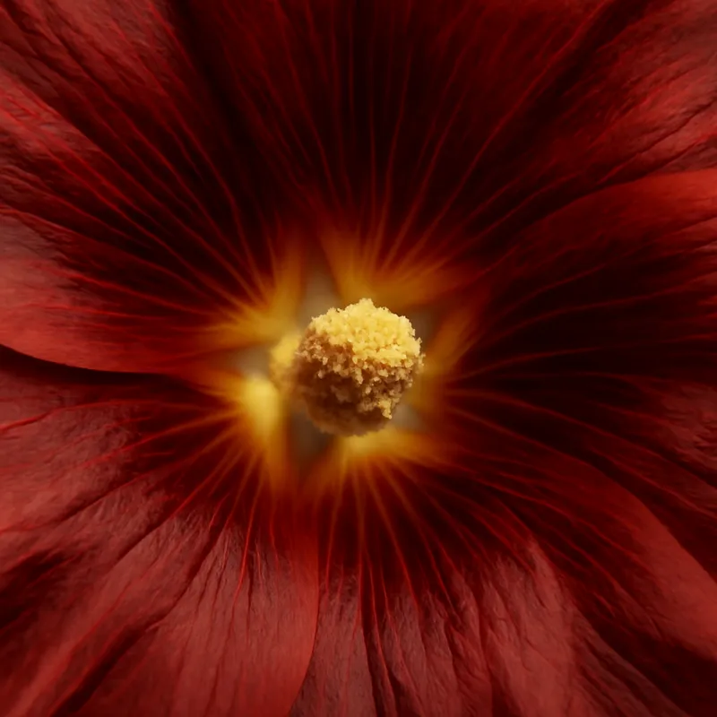 Flor de terciopelo - clásica - imagen 2