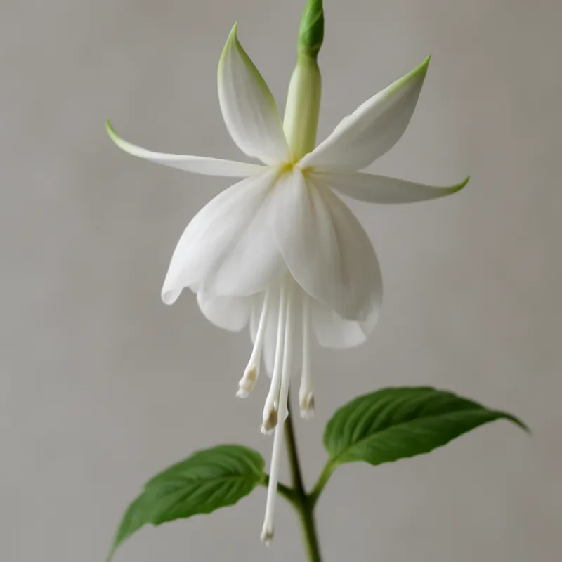 Fucsia blanca